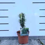 Hlavotis japonský (Cephalotaxus harringtonia) ´FASTIGIATA´ - výška 20-30 cm, kont. C2L 